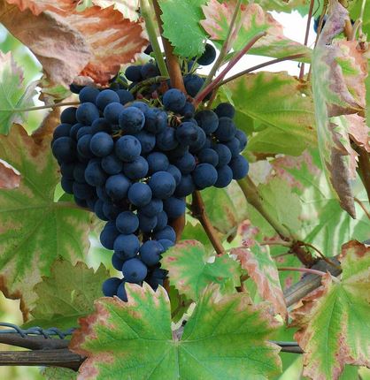 EL RETO DE LA UVA MONASTRELL